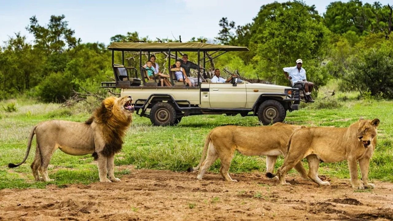 Lions walking past a safari game drive vehicle at Entabeni Game Reserve during Big Five Marathon race week, South Africa